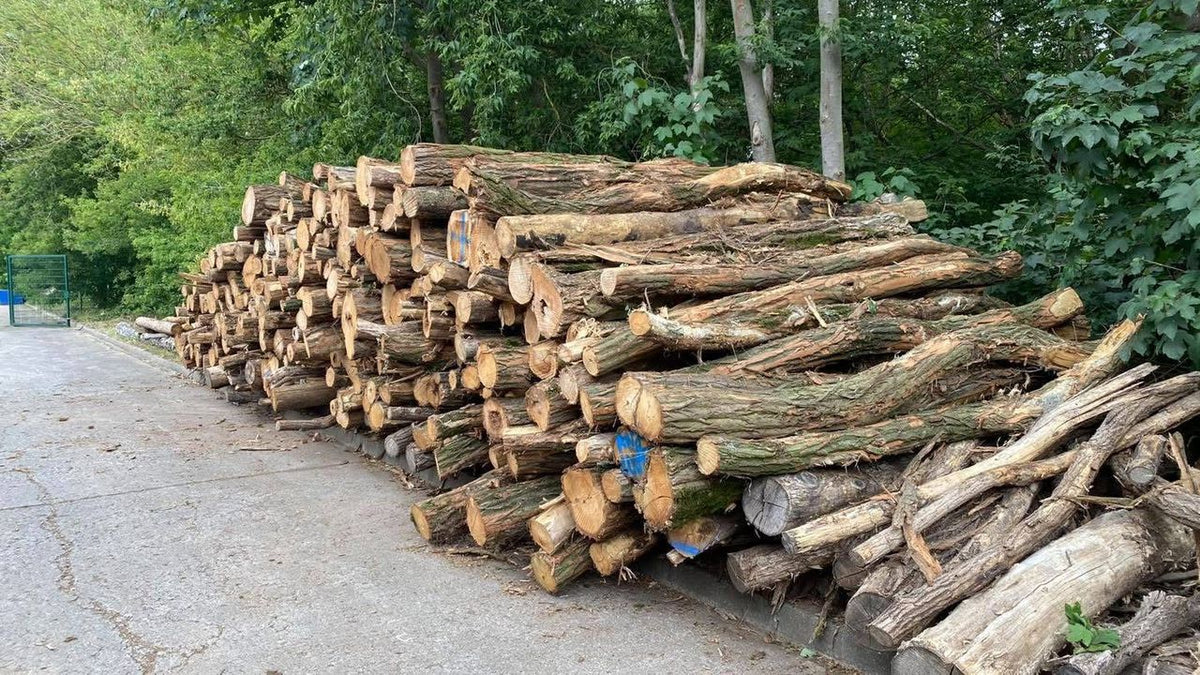 Waldkiefer-Stammholz